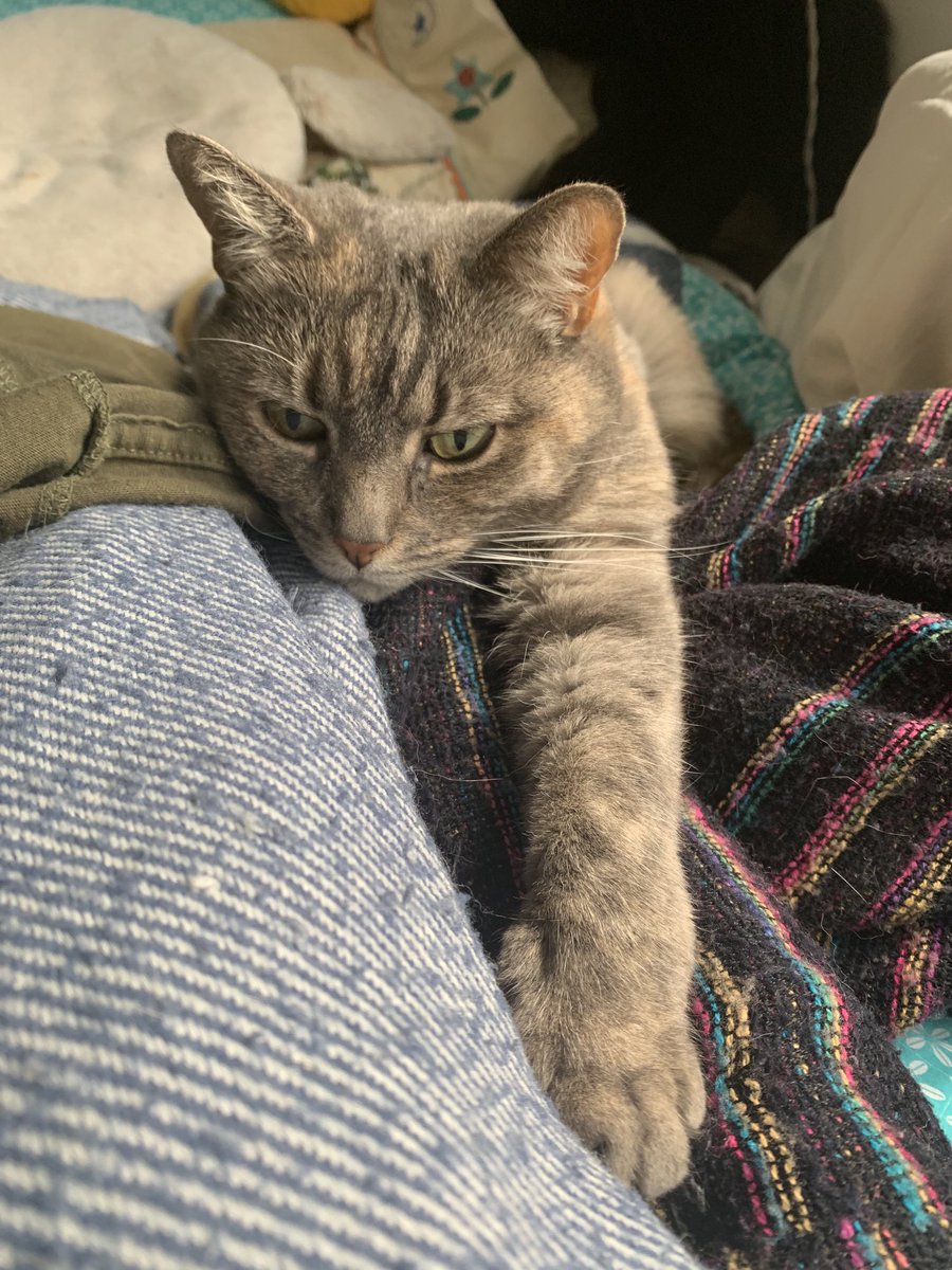 susiejgray09's tweet photo. Love this one. Been sick and seems to be rallying #cats #family #cwtching https://t.co/0dEynP7nJR