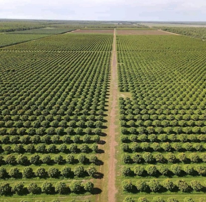 This huge mango orchard can be found in Egypt.