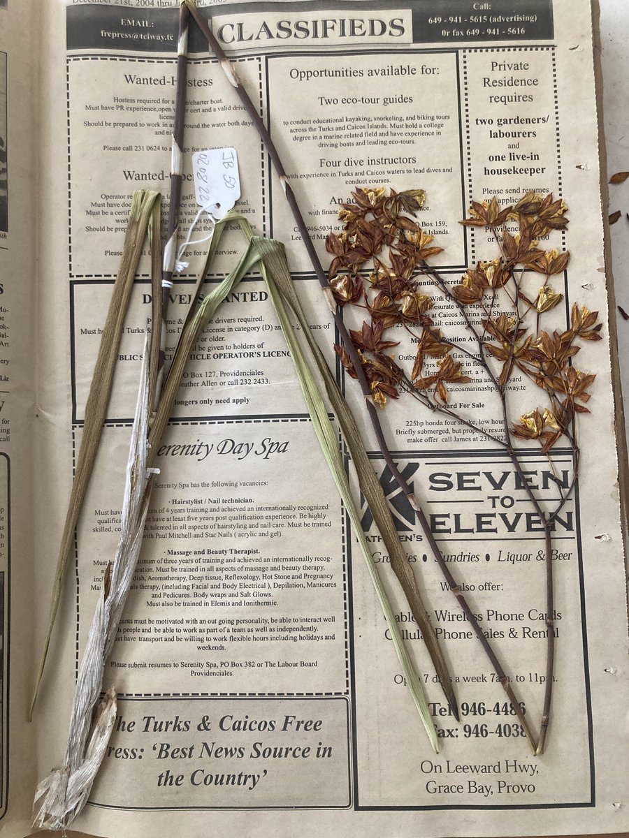 Ecolog3stDutz's tweet photo. After nearly 3 months the orchid specimens are finally dry and they’re getting ready to make their way to @KewScience @KewUKOTs #kewtci @Darwin_Defra #TIPAs https://t.co/9CKe4goU12