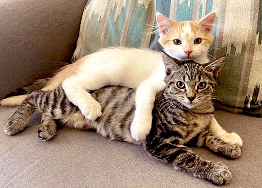 Our hearts are breaking. We are overwhelmed with rescue requests and don’t have enough #fosters. If you are in the Los Angeles area and would like to #volunteer - please fill out an application online  to help #kitties like Flower &amp; Koda. Link in our bio