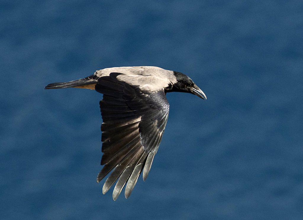 Hooded Crow gliding by, Sifnos, the Aegean