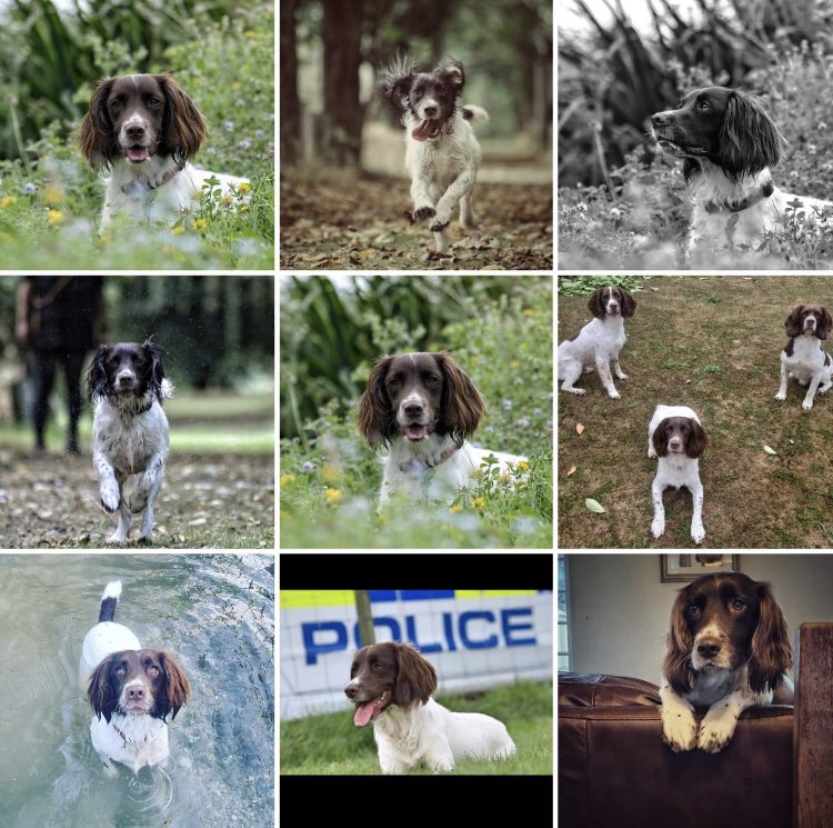 WAGs Retired Police Dogs tweet media