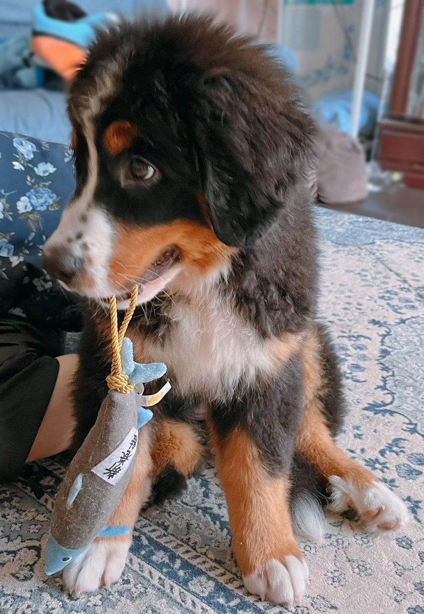 小熊が鮭をとりました🐟🐻