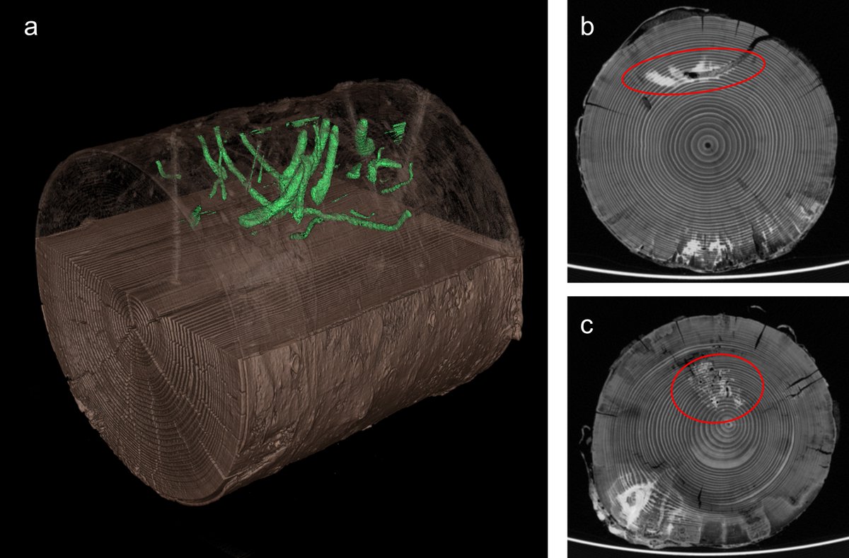 Finally out after several years of development: 'Quantifying wood decomposition by insects and fungi using computed tomography scanning and machine learning'. Great collaboration with @eco_FSF, O. Mitesser, M. Ulyshen, Mitos GmbH, @baldrianp et al. doi.org/10.1038/s41598…