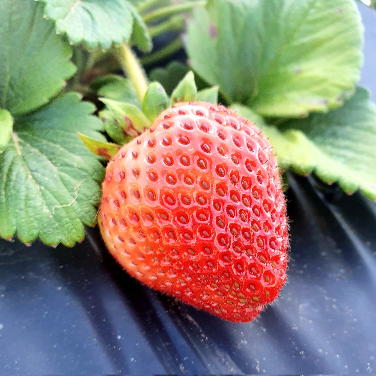 mamma_fun's tweet image. It's strawberry picking season. 

We went to @polkadraai over the weekend 

#capetownfamily #samomblogger