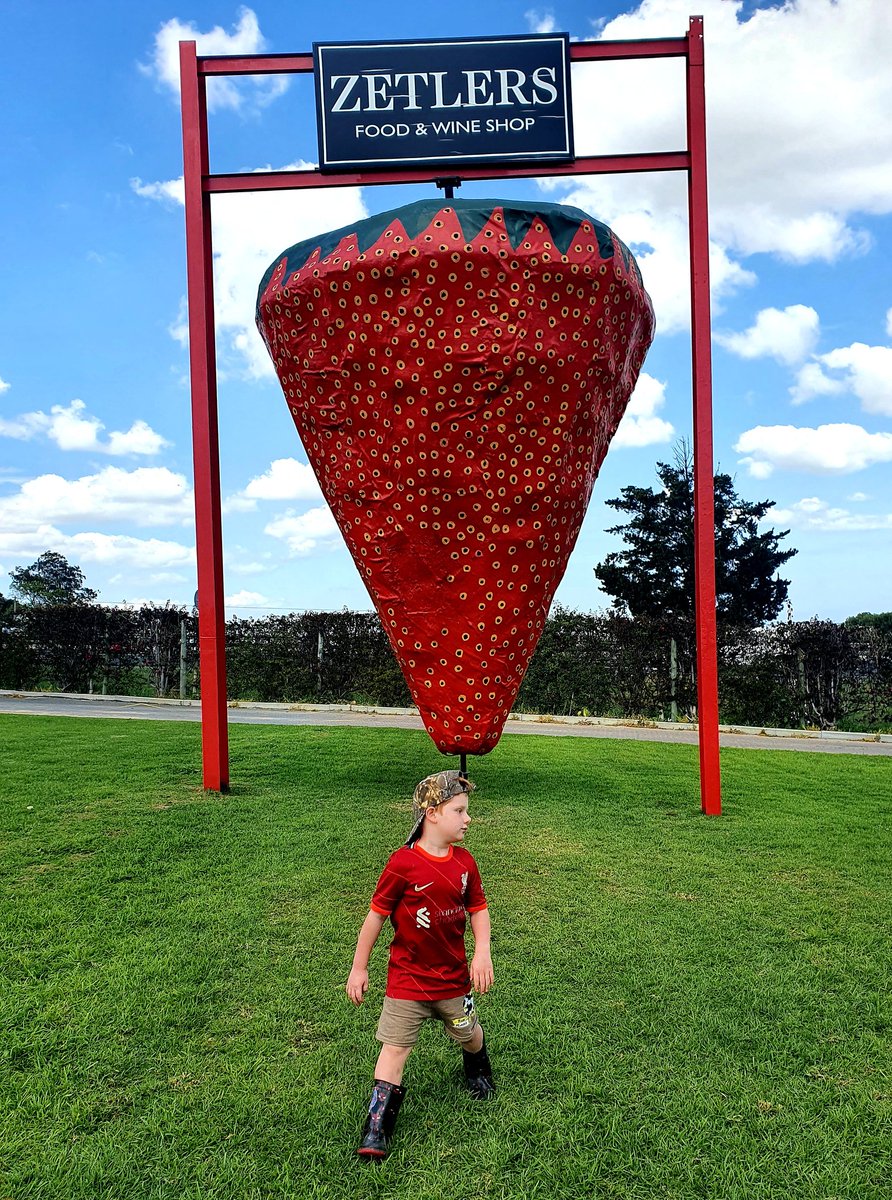 mamma_fun's tweet image. It's strawberry picking season. 

We went to @polkadraai over the weekend 

#capetownfamily #samomblogger