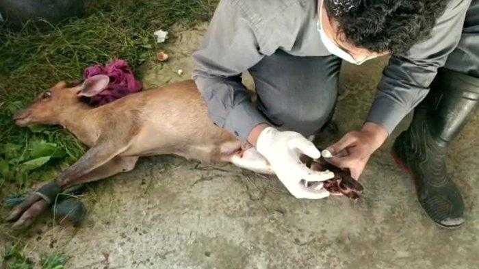 gardaanimalia's tweet image. Kijang Muncak Masuk Kampung Warga dalam Kondisi Terluka #kijang #kijangmuncak #muncak #satwadilindungi #satwaliar

gardaanimalia.com/kijang-muncak-…