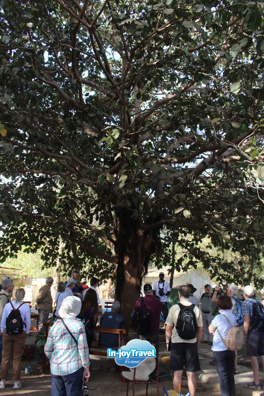 In_JoyTravel's tweet photo. On the River!
This is a photo of the Freedom Tree in Janjanbureh, Gambia. It's important to the story in my current posted video. WATCH and LISTEN to our guide, Assan, as he explains what happened in Africa when slavery ended in 1807! (https://t.co/UDxC1najSM) #Gambia  #Senegal https://t.co/D1Iny5C1zN