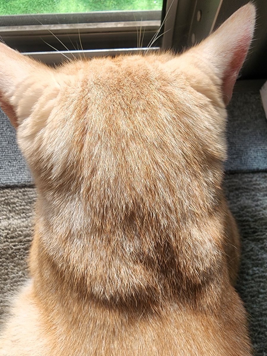 karinsaman's tweet photo. お日様ぽかぽか後頭部☀️ https://t.co/rmd1Cmmzmz