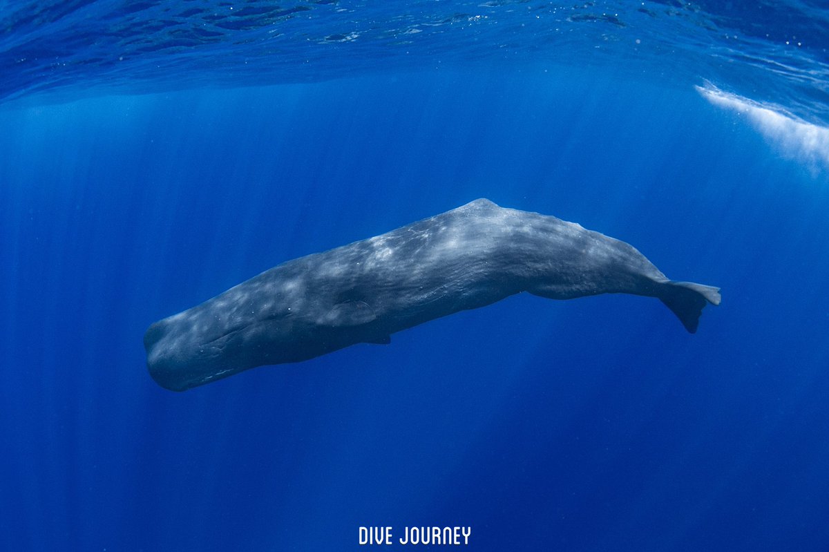 kouya333's tweet photo. 9/24-25奄美大島でマッコウクジラスイムを開催してきました🐳
7月に個人参加してきて、できそうな感触を掴めたので、JOURNEY TRIPを開催。初日は海況が荒れてどうしようもないかと思いましたが、無事2日間スイムに成功してきました。
また来年も開催します。 https://t.co/qhOUK5XxrY