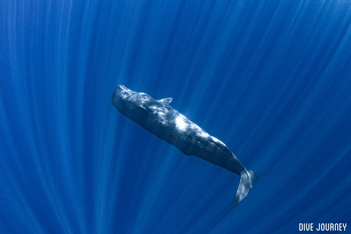 kouya333's tweet photo. 9/24-25奄美大島でマッコウクジラスイムを開催してきました🐳
7月に個人参加してきて、できそうな感触を掴めたので、JOURNEY TRIPを開催。初日は海況が荒れてどうしようもないかと思いましたが、無事2日間スイムに成功してきました。
また来年も開催します。 https://t.co/qhOUK5XxrY