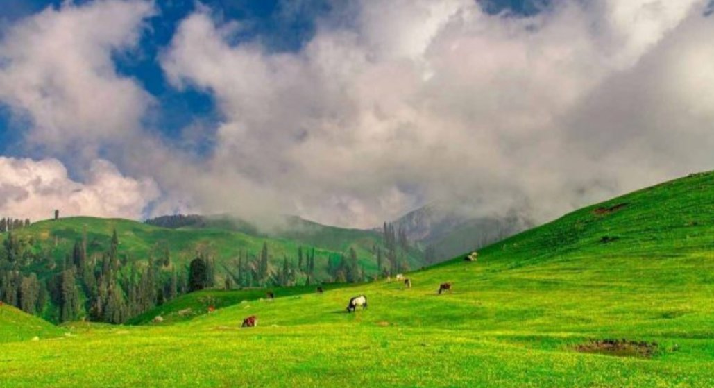 Advpakistan1's tweet photo. #PayeMeadows is one of the most #beautiful and #picturesque places in #Northern #Pakistan where #nature can be found blushing everywhere. In #spring season, the #flowers bloom and these colorful creatures look awe-inspiring with the white backdrop of the #MakraPeak. https://t.co/sOb5FEo3UB
