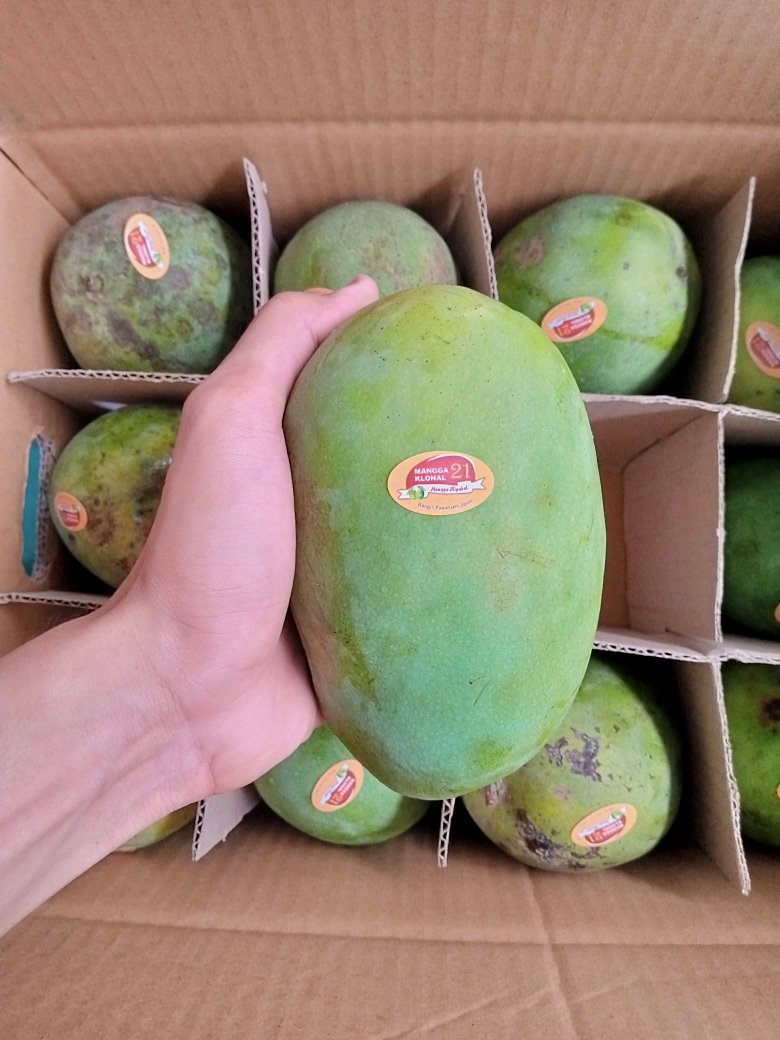 didepancangkir's tweet photo. @hrdbacot Bukan musim mangga tapi di @fruitday_ ada mangga alpukat, satu box berat 5 Kg harga 1̶5̶0̶K̶ jadi 140K, stock gak banyak langsung japri MinJi nya @fruitday_ #lapakcot https://t.co/KYhGWNVzoM
