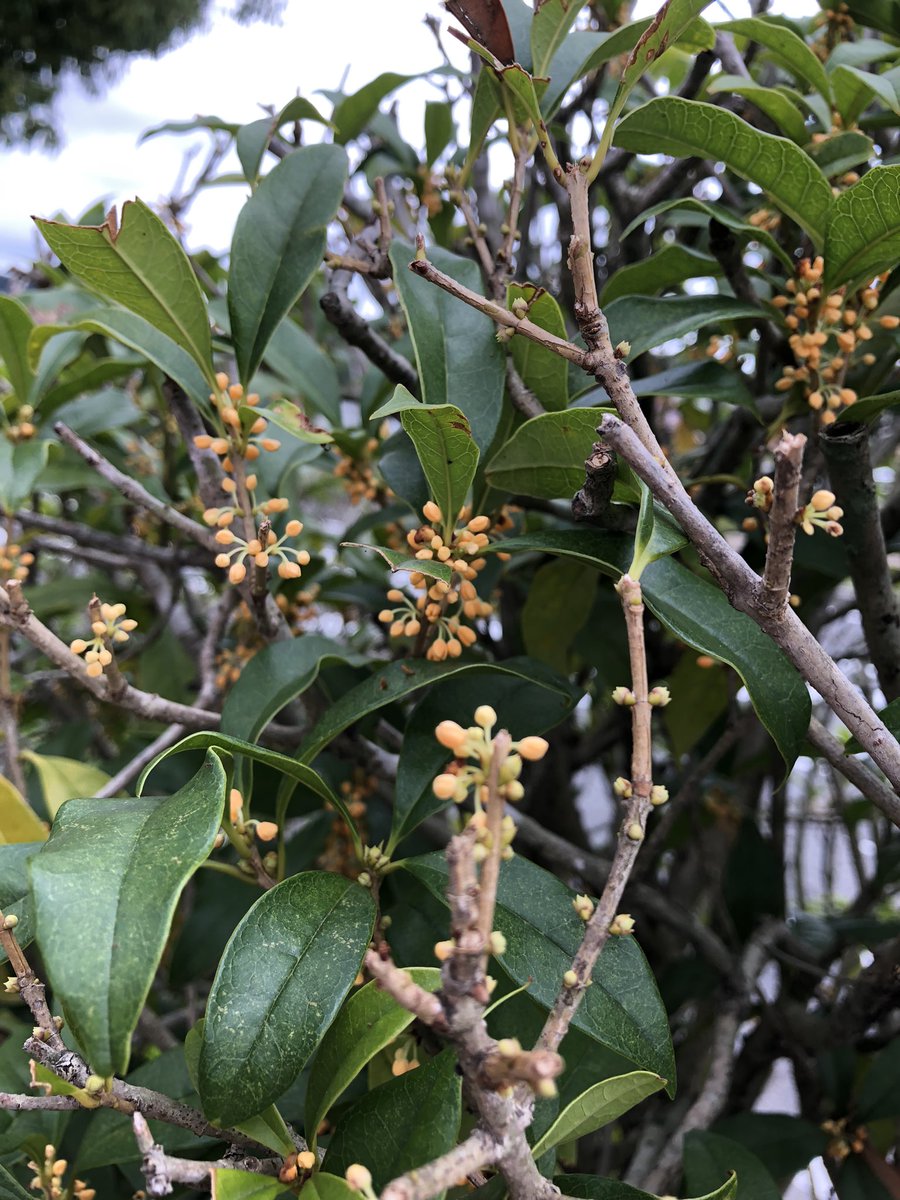 toco_tk's tweet image. 秋の便り
金木犀の蕾でも香るのね
稲刈りはもう少し先かな〜