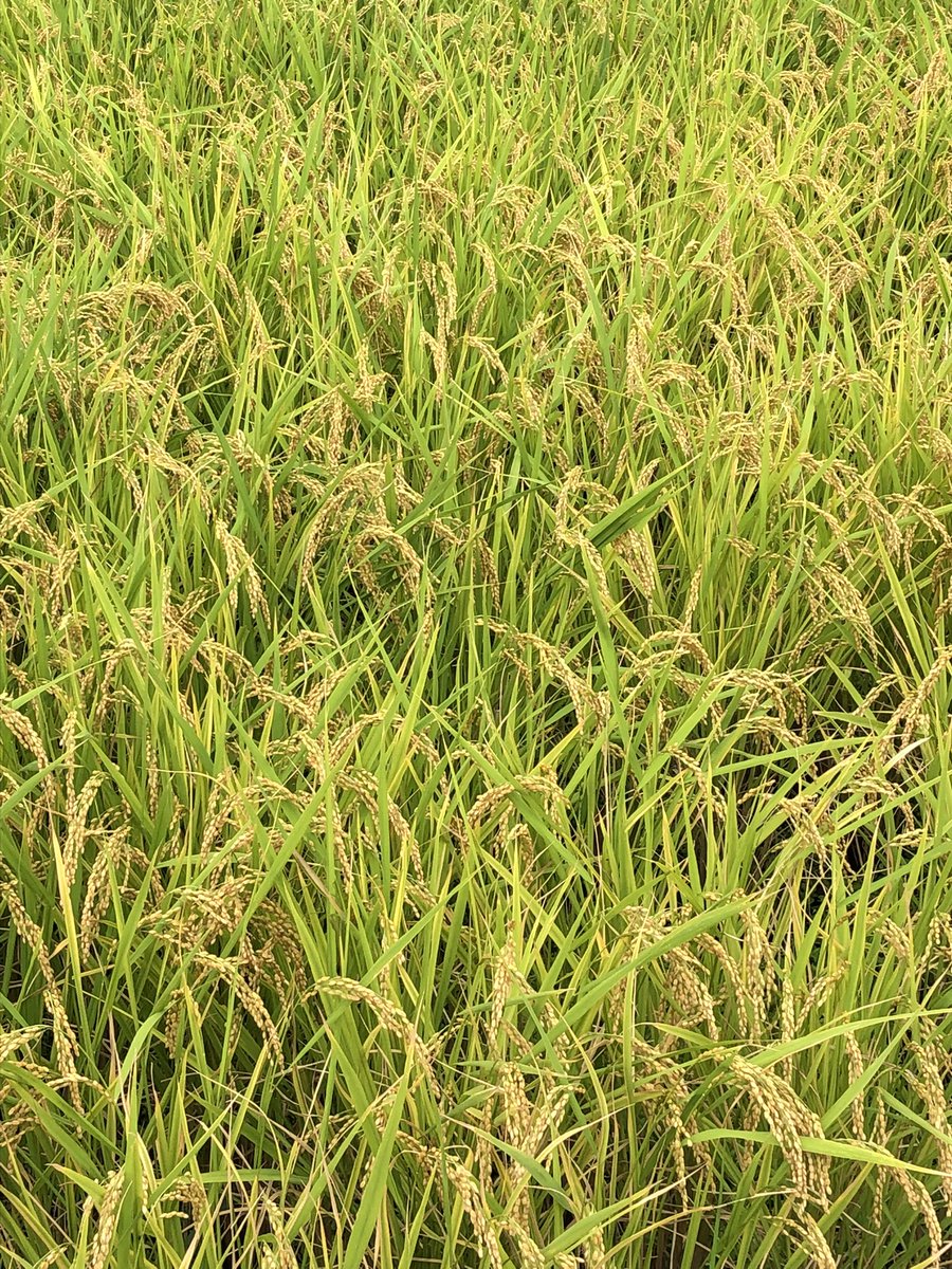 toco_tk's tweet image. 秋の便り
金木犀の蕾でも香るのね
稲刈りはもう少し先かな〜