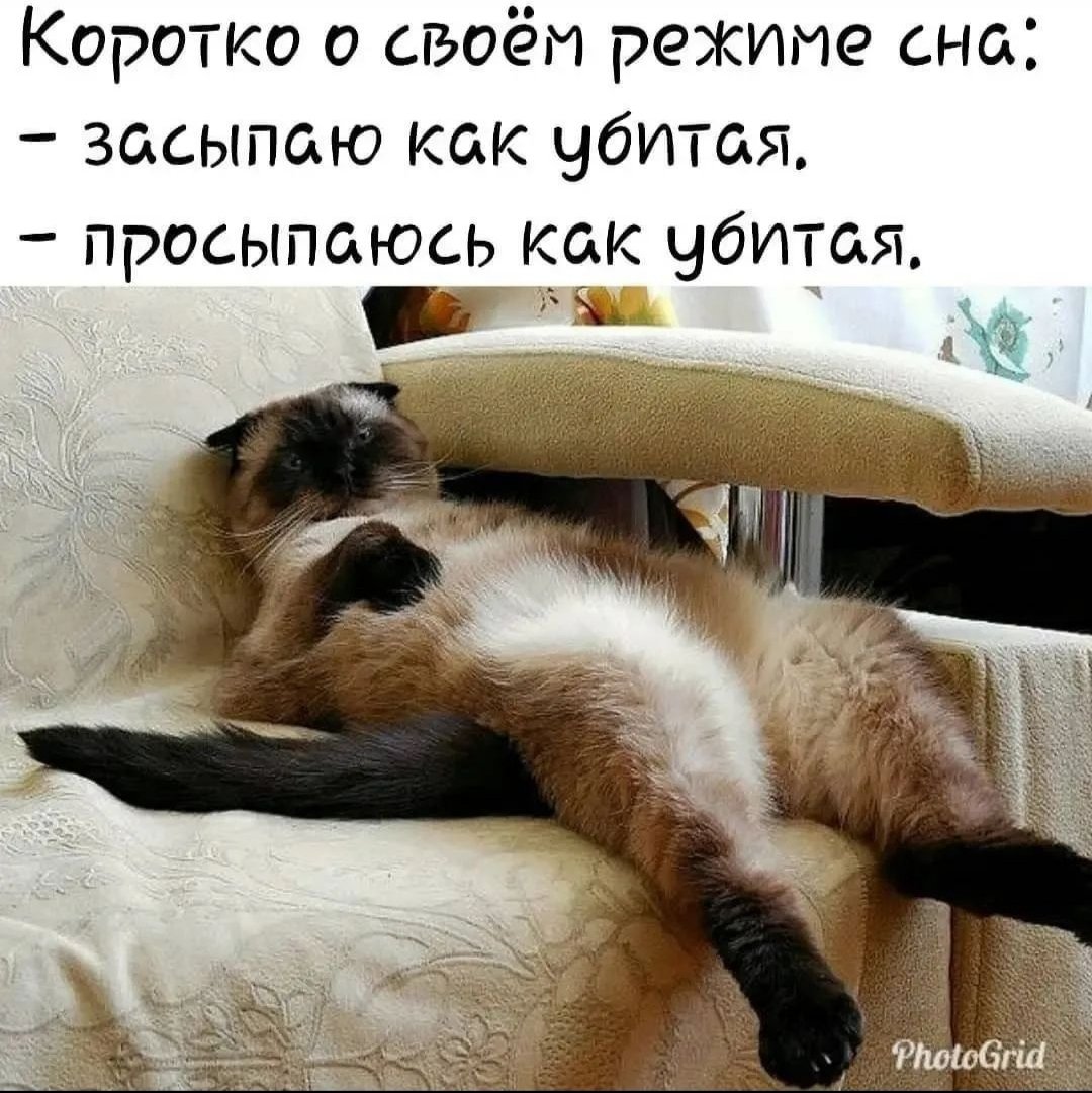 Кот думает что я живу у него