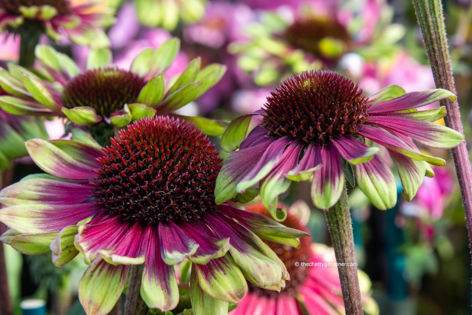 New blog - are we seeing the decline of big gardening shows? A look around #MalvernAutumnShow Click here to read bit.ly/3dOUyQv #gardening