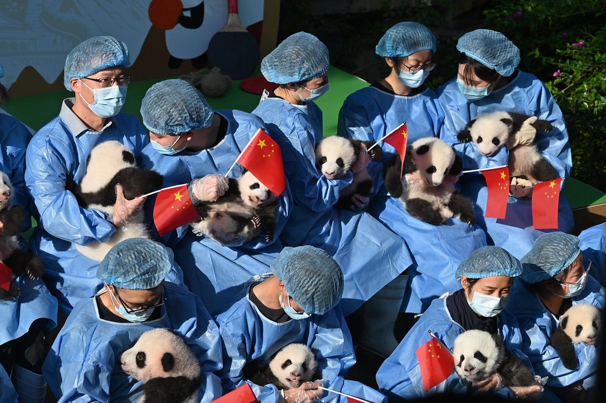 PDChinaLife's tweet photo. Cuteness overload🐼🐼! Adorable giant panda cubs born at the Chengdu Research Base of Giant Panda Breeding this year made a joint appearance on Wednesday morning in southwest China's #Sichuan. The center has welcomed 15 newborn pandas, including four pairs of twins, this year. https://t.co/DTcmXGJuyo