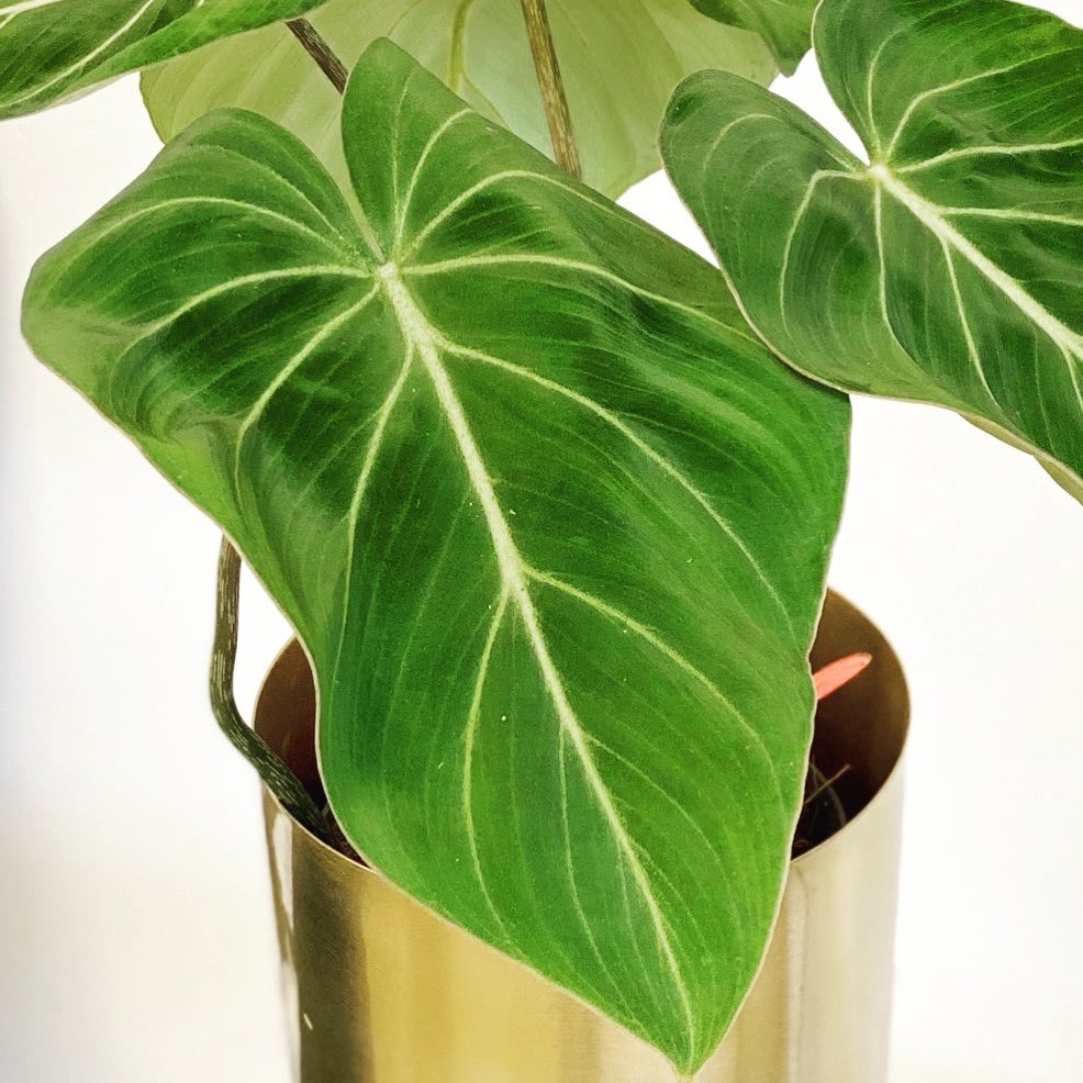 50% off #philodendron gloriosum use code GLORY50 houseofkojo.com #houseplantsuk