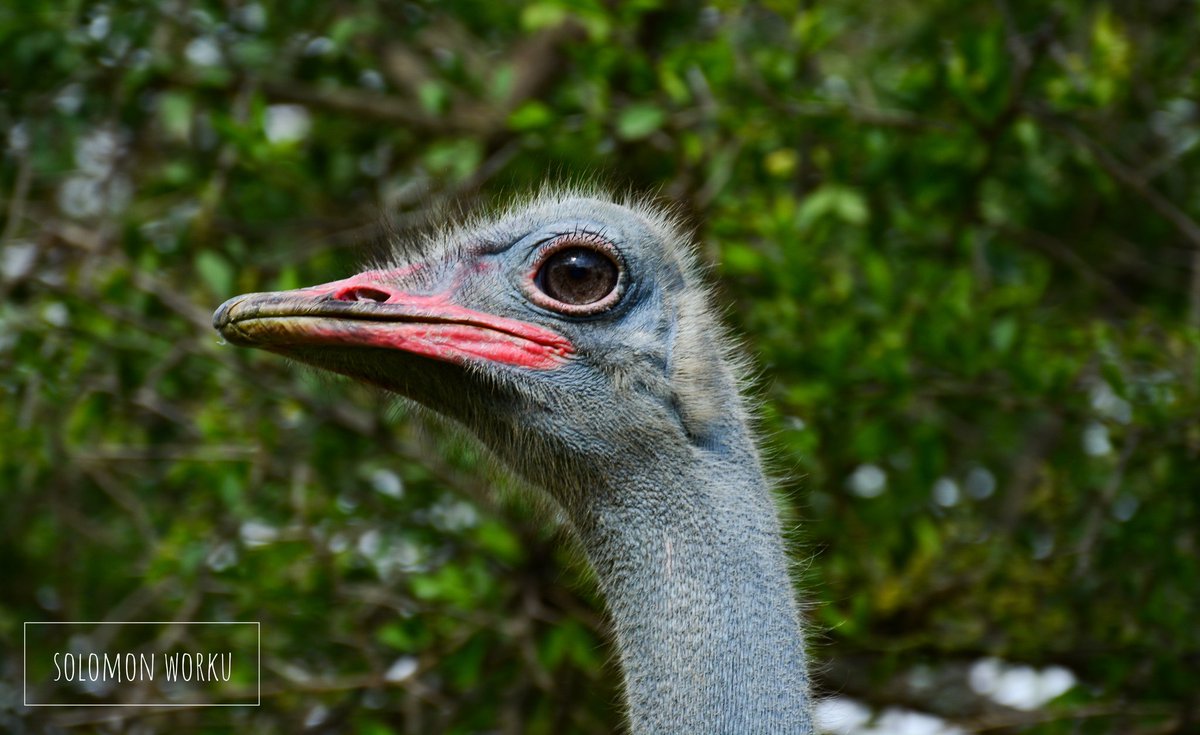 ethiogreenideas's tweet photo. #Ostrich is the largest flightless birds species. We have in many parts of #Ethiopia in and outside of protected areas. This one is taken from Abijatta Shalla Lakes #National #Park. https://t.co/JpyfcpelJF