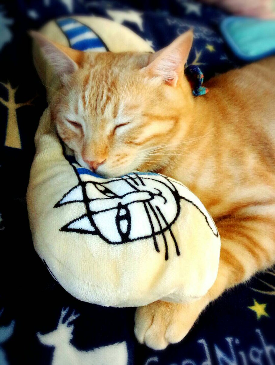 shoua0605's tweet photo. 寝方に個性がでますね🐱

#全日本きもちよさそうに眠るねこ選手権 https://t.co/l5q31VKbiV