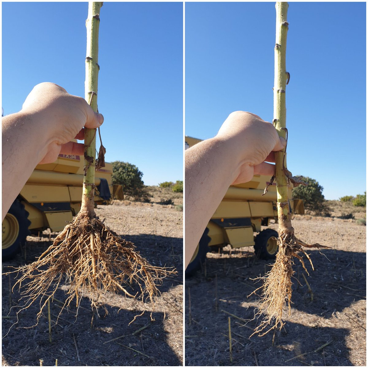 LuisMiArregui's tweet photo. Suelo franco-arcilloso: siembra directa de girasol en suelo húmedo, con doble disco en "V", y posterior ausencia de lluvias.
La compactación de las paredes del surco de siembra se incrementa al secarse el suelo e influye en la distribución de las raíces superficiales. https://t.co/l8fdNaH7xT