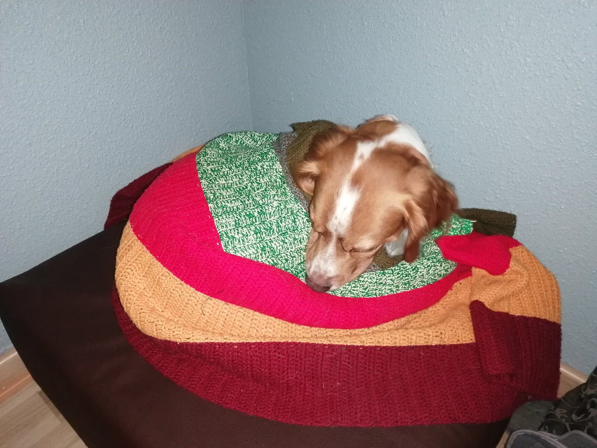 CafeConOreos's tweet photo. En cuanto empieza el frío el perro de la Karen se convierte en un bolo de canela. https://t.co/K37H1jVAFp