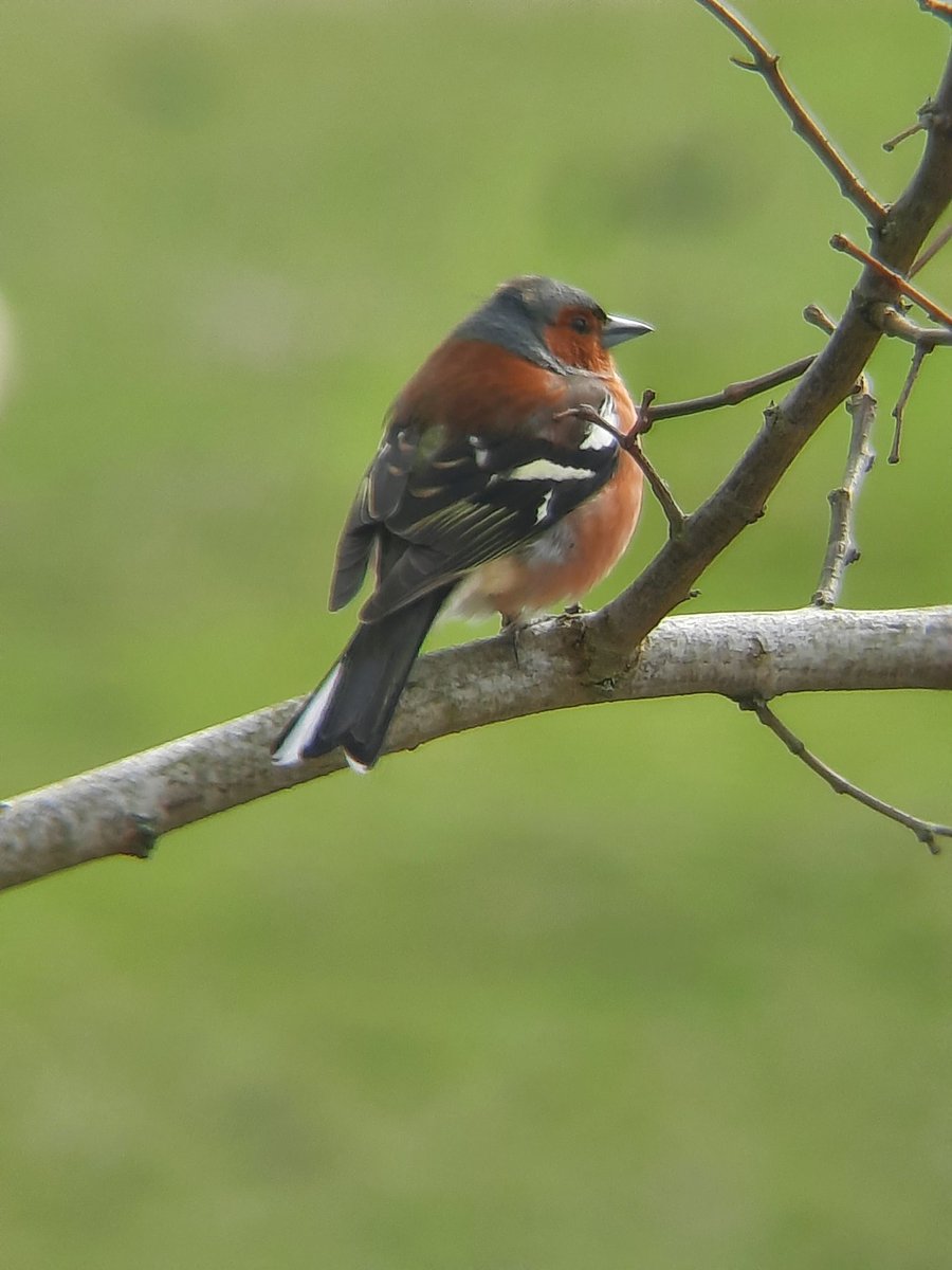 RuralNethercote's tweet photo. So many wild birds rely on the #habitat provided by the #hedgerows &amp; #trees in rural #Nethercote #Banbury. Concreting this area for an industrial estate will see all this habitat lost. Please sign the petition to #keepnethercoterural https://t.co/MucRyyQ8pO https://t.co/KvjW9uFD00