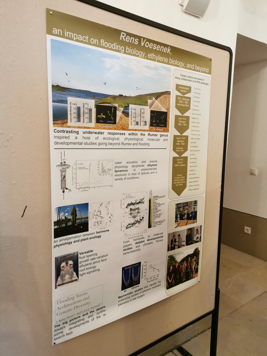 Last night ISPA awarded Rens Voesenek with a lifetime achievement award for dedicating his career to flooding biology. He was ISPA president for 2 terms and is now an ISPA honorary member. Hans van Veen made this great poster highlighting some of his key discoveries. #ISPA2022DE