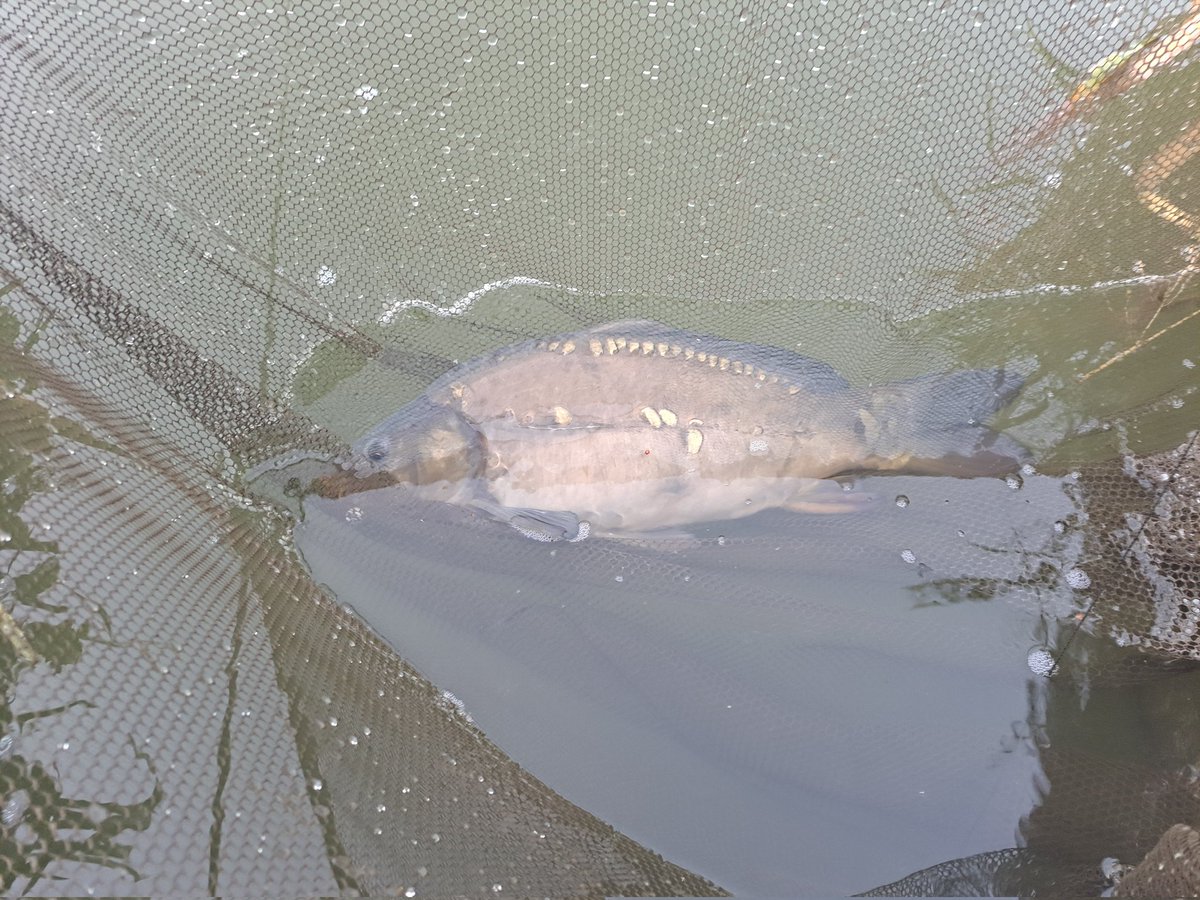 andy_the_angler's tweet photo. #offthemark #notcamping #gogetbigbrother #thatwilldo #mirrorcarp https://t.co/QsXcV9fdPr