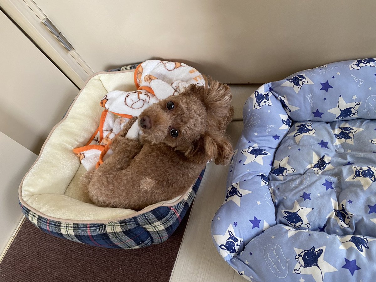 BlogYuzupon's tweet photo. ゆずぽん、お昼寝から起きました。

おはよう！

この季節は、つめたいのとあったかいベッド気まぐれ使用
両方使ってることもあります😂 https://t.co/gaotYxbvvX