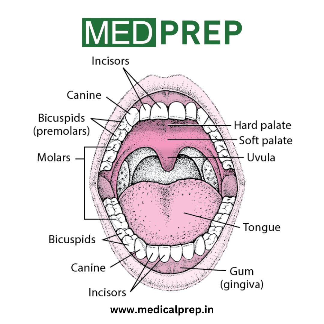 Bicuspids molars