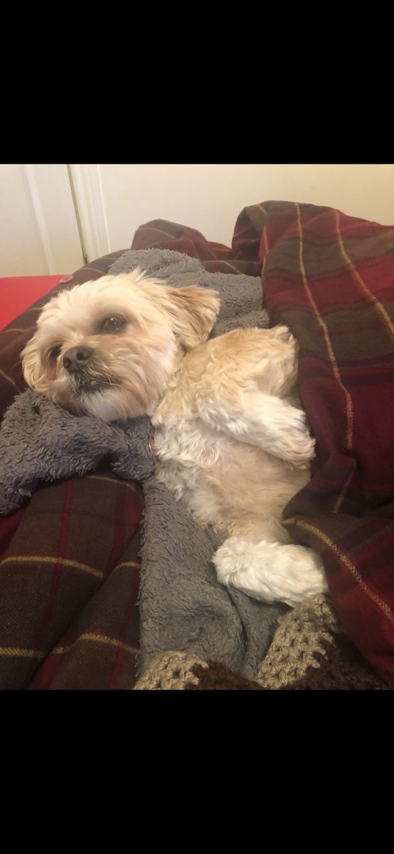 royglen1's tweet photo. @BecklesCake92 Of course , I tell pixie everything that’s happening   How else wld she know wats going on lol https://t.co/7bdnRd21hP