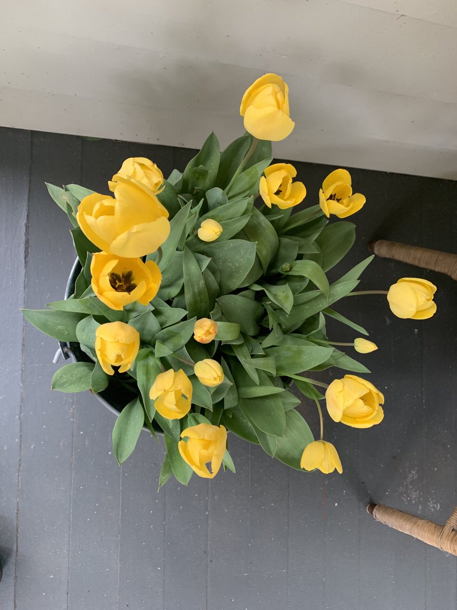 Have just moved these beauties under shelter as we are about to be smashed again with another spring storm. A (brill) borrowed idea to put bulbs in pots means you can move them to protect and also show off. Makes the annual ‘lifting’ a breeze too. Win win win.
