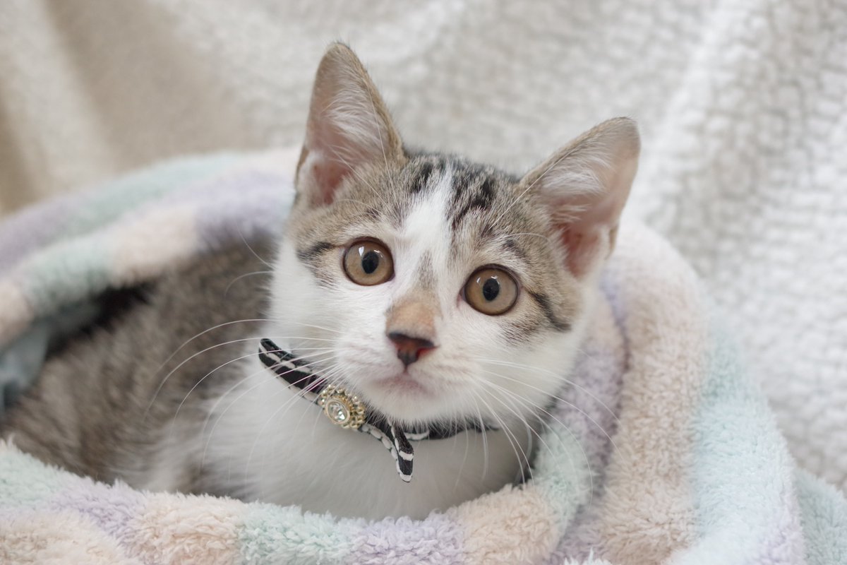 子猫の紹介 R4 164 かわいい子猫ちゃんの紹介です あまえんぼで活発な性格です 猫エイズの抗体検査が陽性だったため 経過観察を要します ウイルスの感染は無い可能性もあります １匹のみでの飼養ができる方 ぜひご検討をお願いします 川崎区 川崎区民ニュース