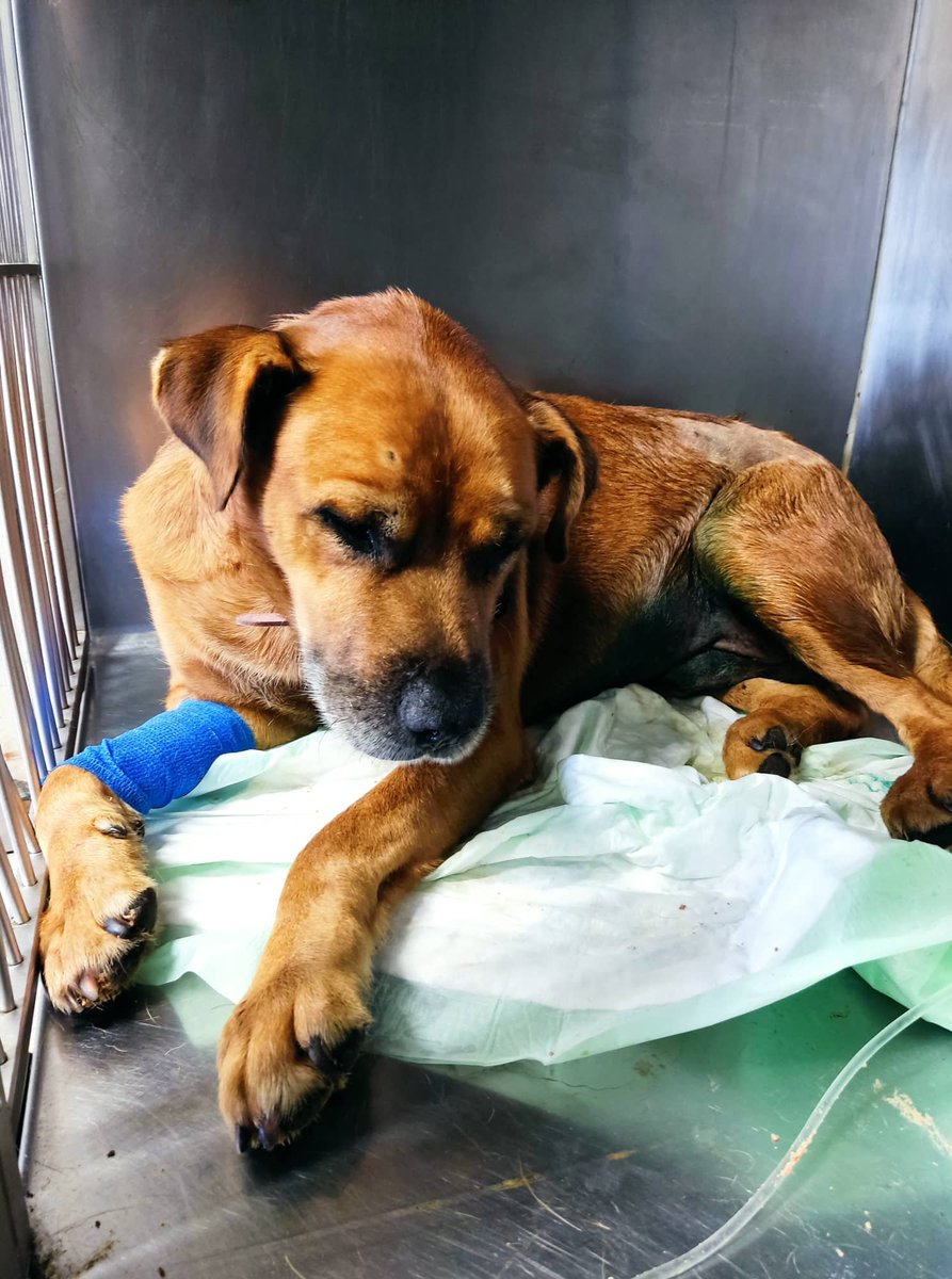 @filozoikos.chaniwn tweet media