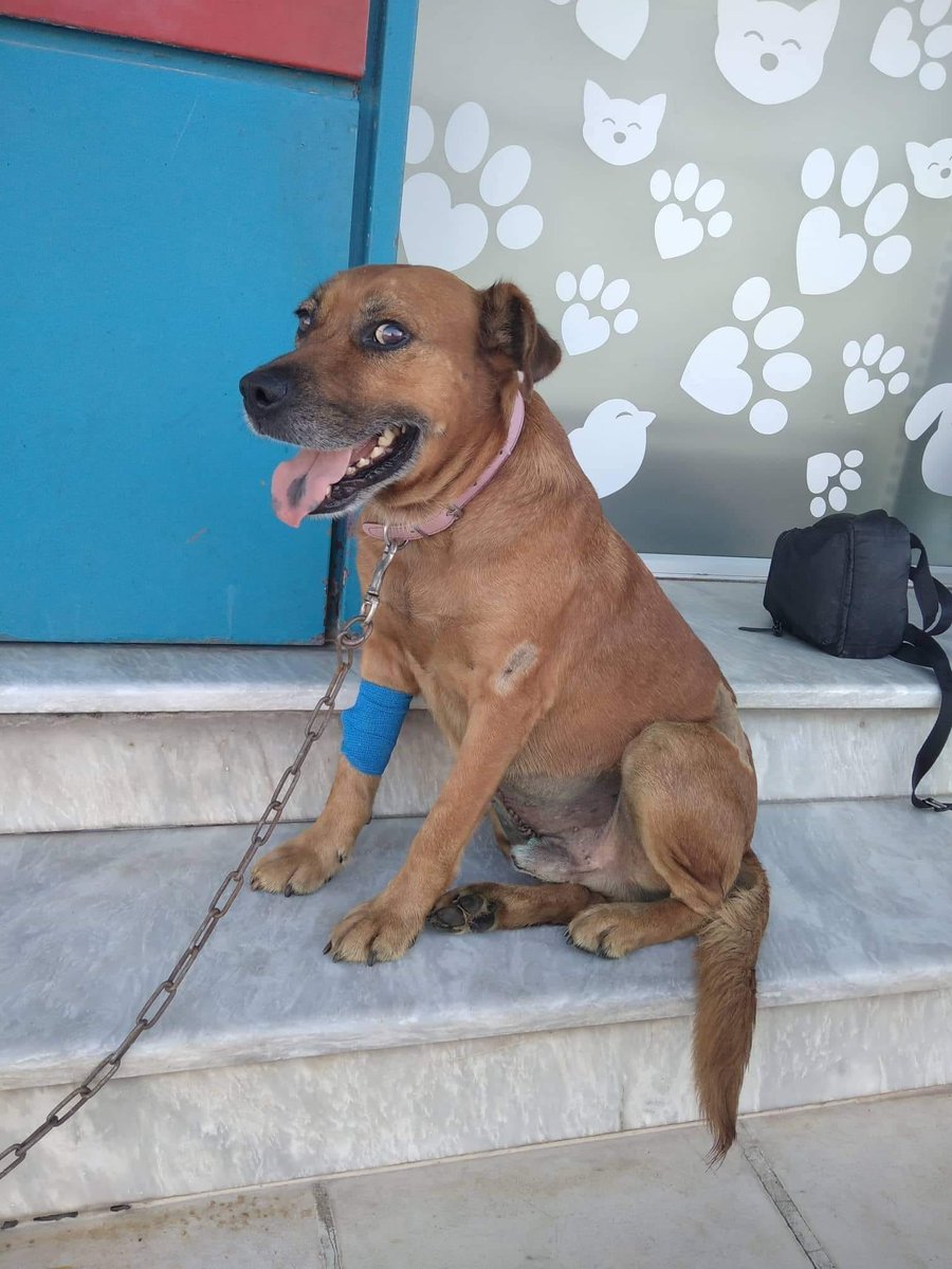 @filozoikos.chaniwn tweet media