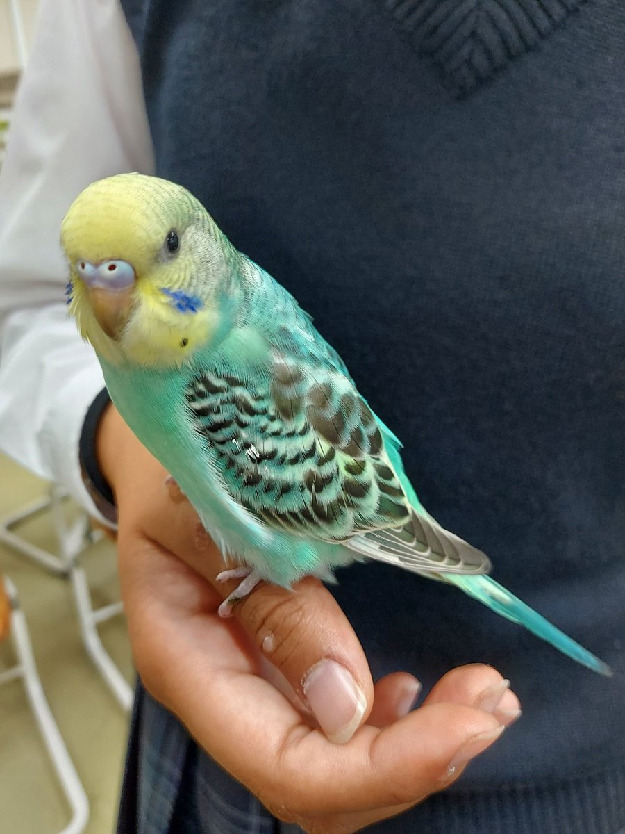 eriri_hi's tweet photo. 今日9月28日の午後1時ごろに、
都立日野台高校の屋上で黄色と緑色のレインボーのインコを保護しました。
まだ小さい子なので、近くのお宅で飼われていた子だと思います。
学校で保護しているので、心当たりがある方がいましたら、こちらにDMください！ https://t.co/cLCqDl5WAE