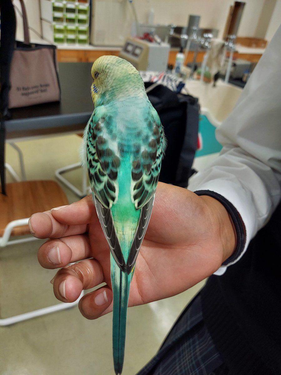 eriri_hi's tweet photo. 今日9月28日の午後1時ごろに、
都立日野台高校の屋上で黄色と緑色のレインボーのインコを保護しました。
まだ小さい子なので、近くのお宅で飼われていた子だと思います。
学校で保護しているので、心当たりがある方がいましたら、こちらにDMください！ https://t.co/cLCqDl5WAE