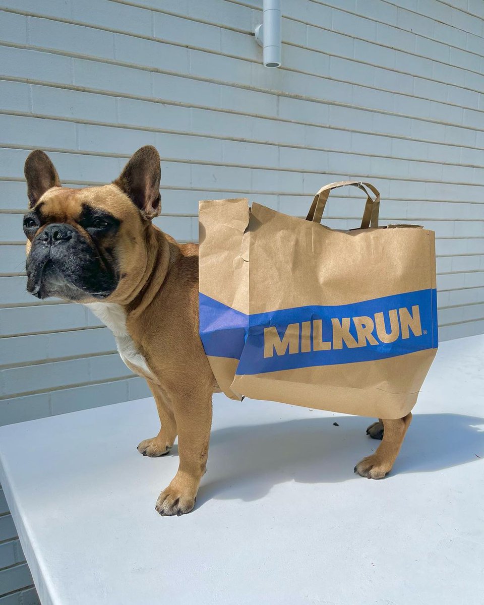 New coat, who dis? #MILKRUN #dogbassador #dog #dogsoftwitter