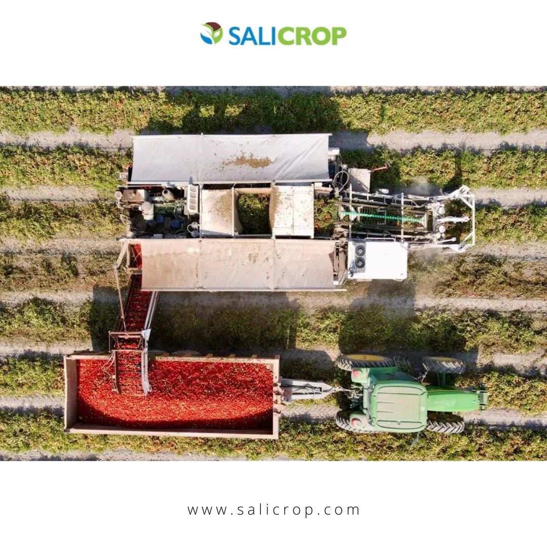 SaliCrop's tweet photo. Salty #soils can undermine the growth of many #crops, including #tomatoes. Experts predict that by 2050, half the world’s cultivated land will be problematically salty triggered by a combination of rising sea levels, increasing droughts, &amp; other factors linked to climate change. https://t.co/iskKoRK7ja