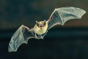 Druid Animal Lore 2. Bat : could be a faerie or spirit in disguise. If a bat becomes entangled in your hair, and leaves with a strand of hair, you are destined to a life of eternal damnation #bats #animals #folklore #druids