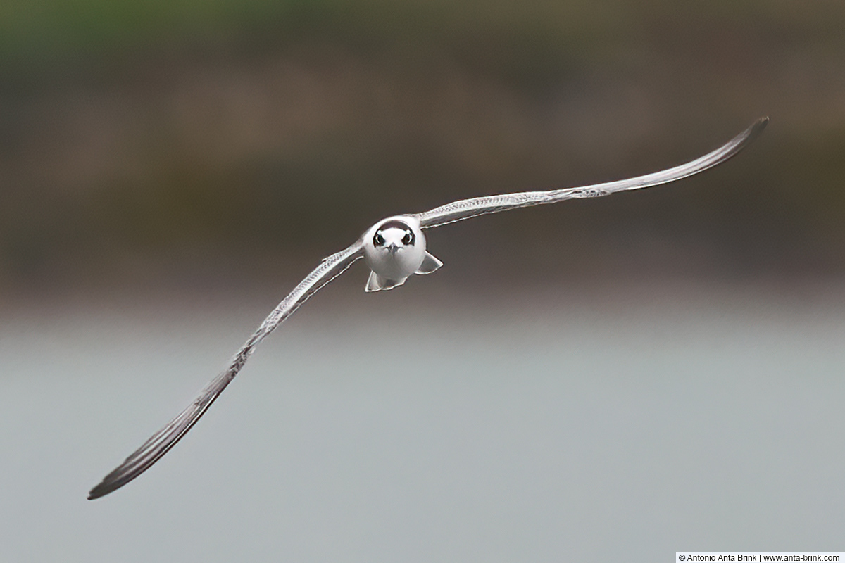 New pic in blog: White winged tern - Weissflügelseeschwalbe - Chlidonias leucopterus. Klingnau, Switzerland. anta-brink.com/white-winged-t…
 #birds #birdphotography #NaturePhotography #birding