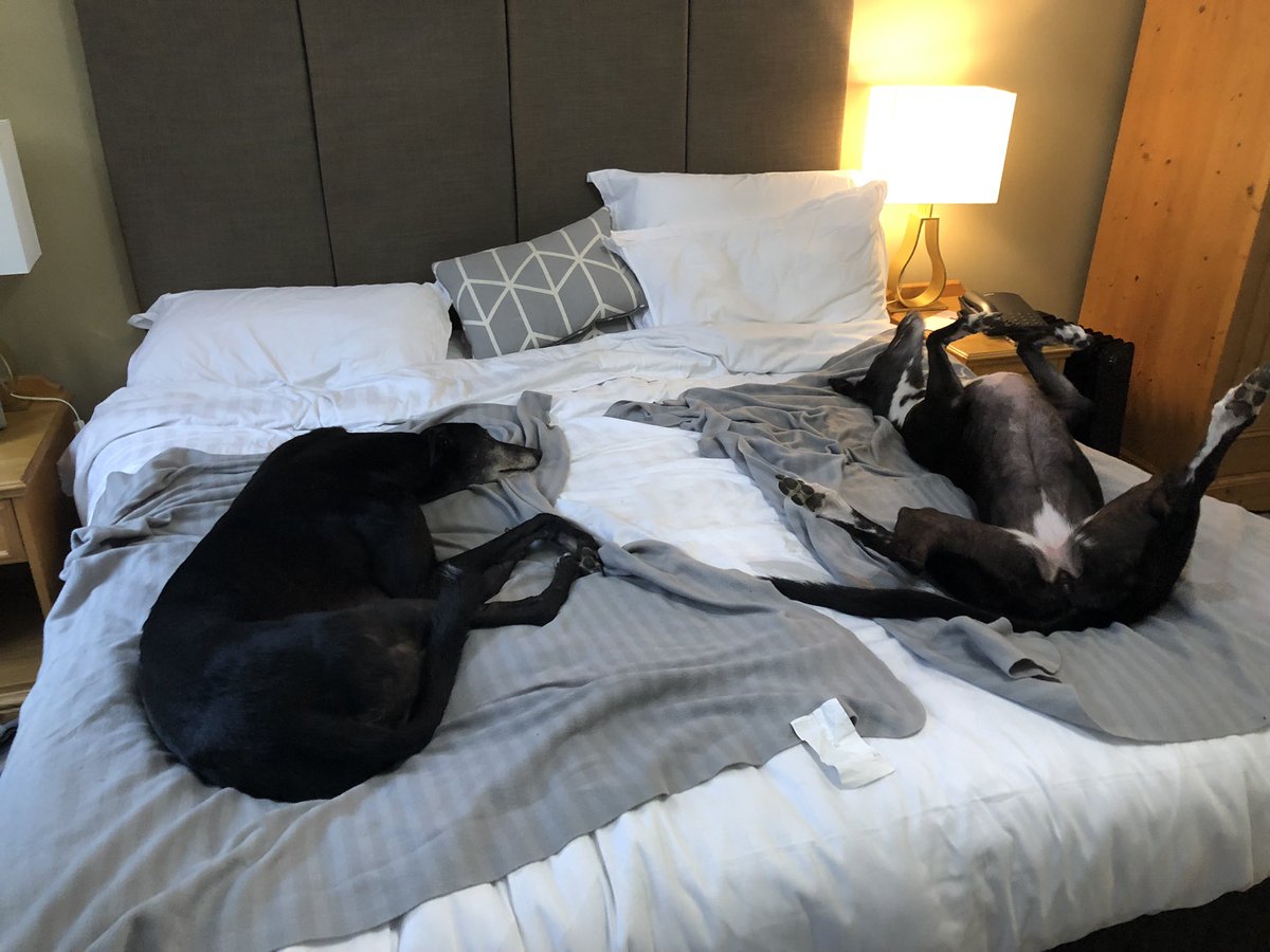 <a href="/DogsTrust/">Dogs Trust 💛🐶</a> <a href="/mo_racing/">Mo Cara Racing</a> <a href="/RSPCA_official/">RSPCA (England & Wales)</a> <a href="/The_Blue_Cross/">Blue Cross UK</a> @SidneySnippets Interesting - our greyhound Sandy (left and with the rather ungainly relaxed one ☺️ - both taken last Saturday) never injured at track but was from running in a field!

They love to chase. 🤷‍♂️

My guess is your internal report might come under very close scrutiny.🧐