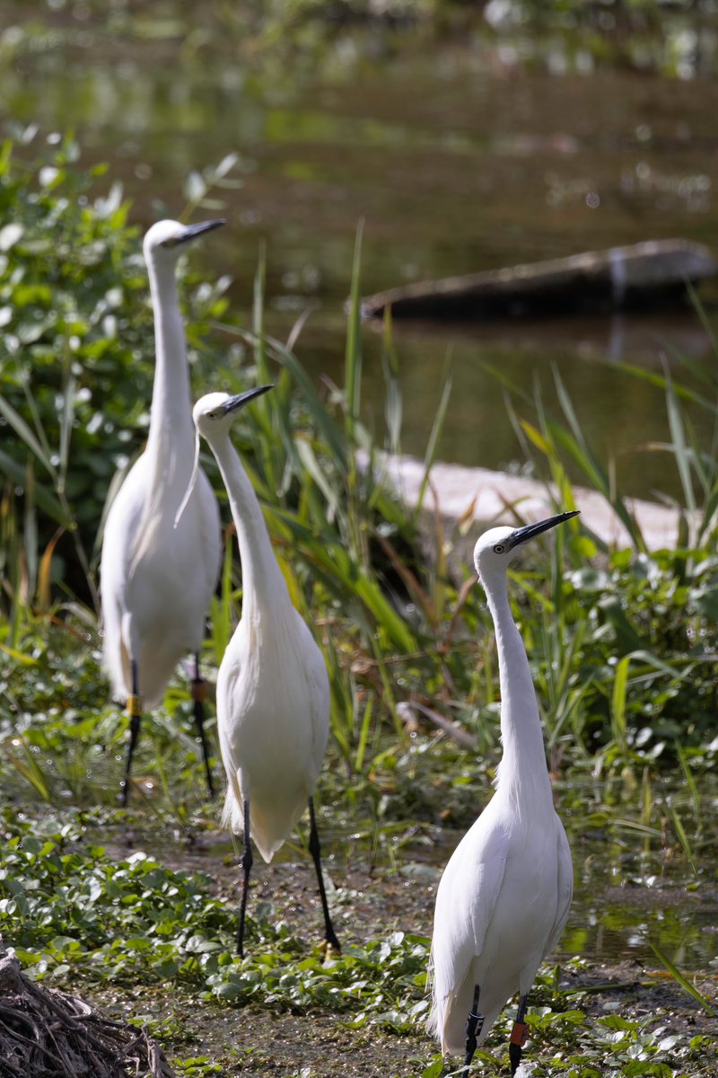 Danger from above. These egrets each kept an eye on a circling buzzard.