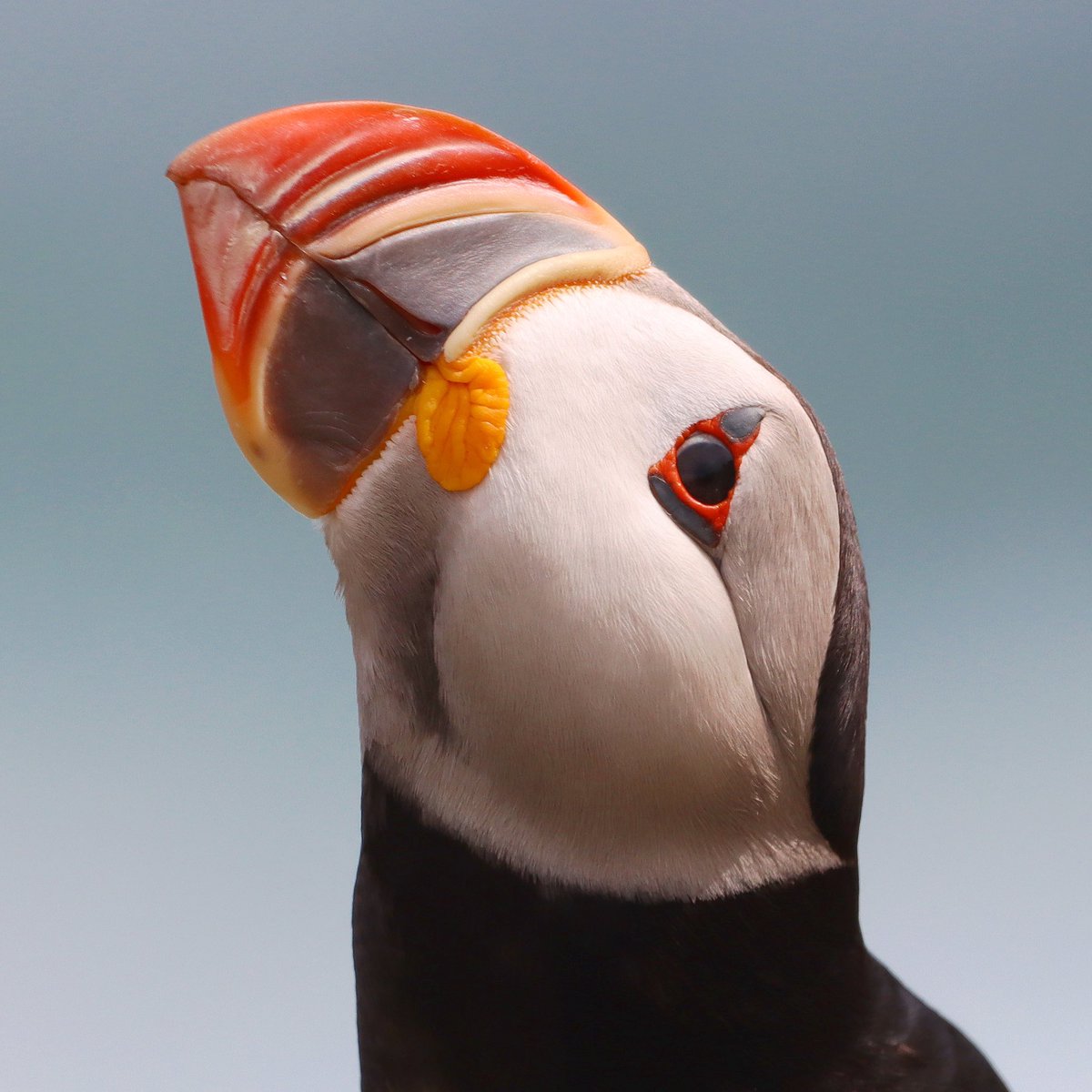 This was a great morning when this puffin posed for me back in late July. I miss summer, puffins, whales, and all. I don’t do well with change. There’s always a period of adjustment, but I’m getting there with this thing call Fall. Have a great day! :)