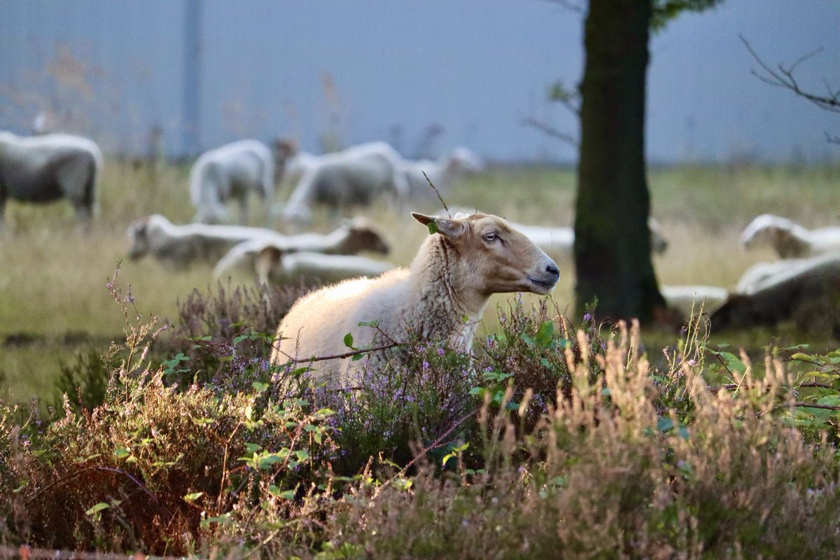 The most sustainable campus in Europe: <a href="/Ingelou/">Ingelou Stol</a> shares the story of <a href="/hightechcampus/">High Tech Campus</a> Eindhoven and its 3 strategic pillars of being environmentally (and wildlife!) friendly, building a diverse community, and accelerating innovation 

#IASPseville #scienceparks #areasofinnovation