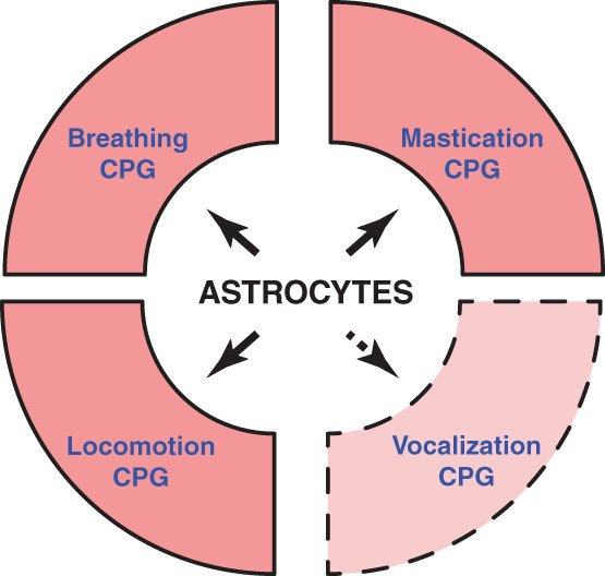Joao_F_Oliveira's tweet photo. @TurkAriana @Neuro_Mitchell  Adeck and @ShahriarSh  review how #astrocytes regulate activities of central #pattern #generating (CPG) #motor #circuits of #rhythmic behaviors impacting locomotion, mastication, and breathing.
https://t.co/eF1D94LdLC
@GLIA_Journal 
@NINDSnews https://t.co/Dy5g61KHza