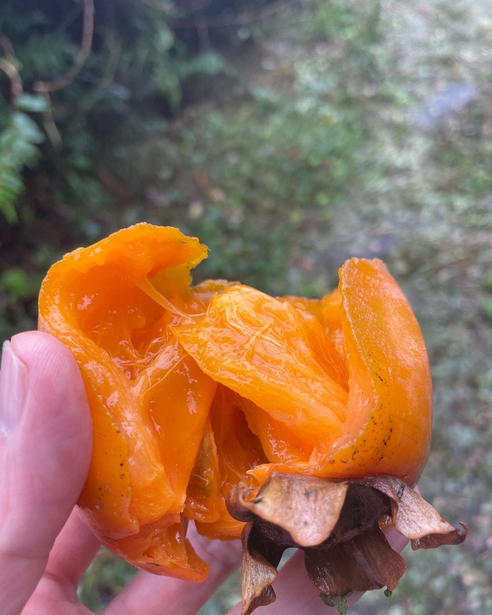 toshiaki1017's tweet photo. #輝らり果樹園 訪問👍👍 金光さんありがとうございました‼️
#rainbowred #kiwi #ehime
#grape #柿 #persimmon #みかん
めっちゃ美味しいレインボーレッドキウイでした!
菌の影響を受けて、生産量が減ってて大変とのこと。
生産者の苦労を色々と伺えました。
いつかは、cafeとかなんかやりたいな^_^ https://t.co/UaCnax5G2E