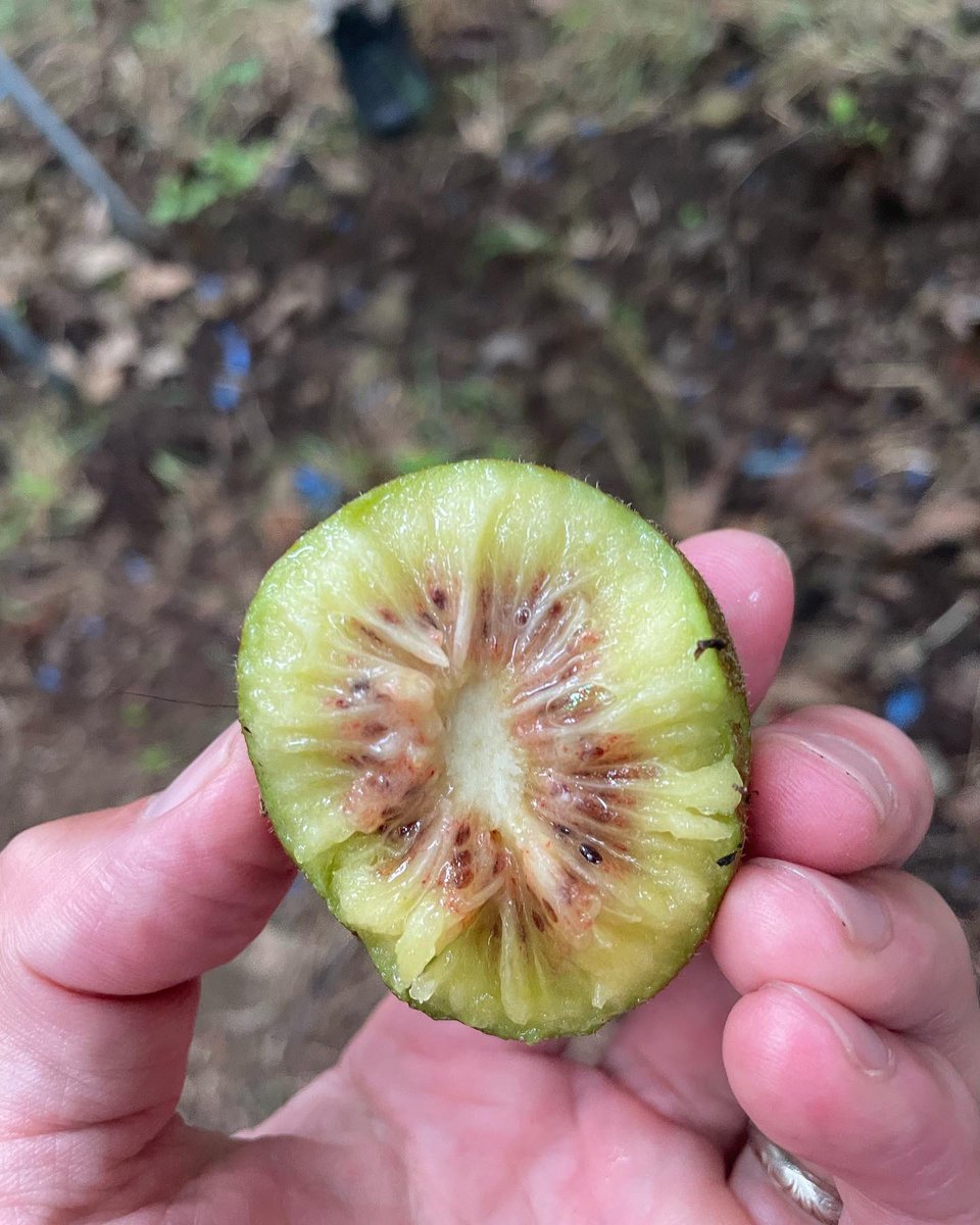 toshiaki1017's tweet photo. #輝らり果樹園 訪問👍👍 金光さんありがとうございました‼️
#rainbowred #kiwi #ehime
#grape #柿 #persimmon #みかん
めっちゃ美味しいレインボーレッドキウイでした!
菌の影響を受けて、生産量が減ってて大変とのこと。
生産者の苦労を色々と伺えました。
いつかは、cafeとかなんかやりたいな^_^ https://t.co/UaCnax5G2E